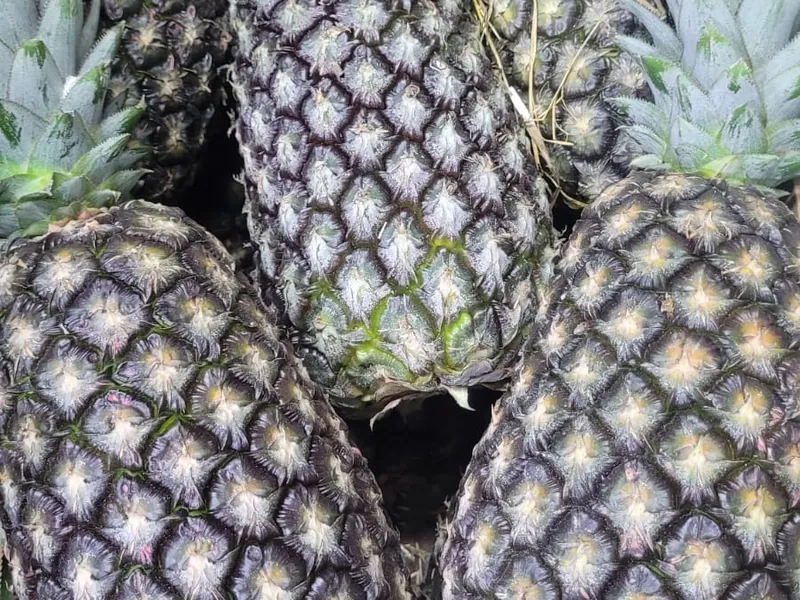 Abacaxi pérola selecionado no Hortifruti Fuad em Pirituba