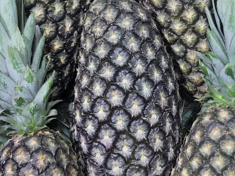 Caixa de abacaxis pérola frescos no Hortifruti Fuad em Pirituba