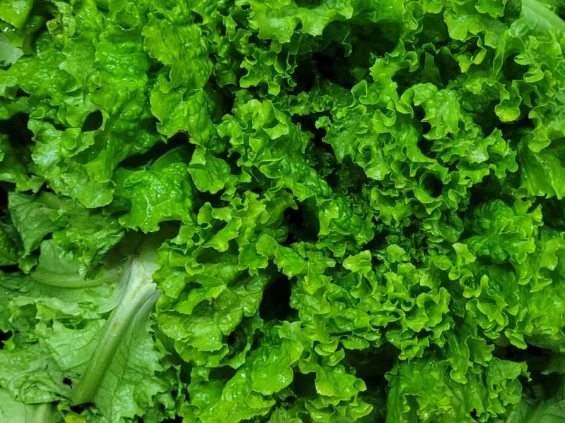 Alface crespa fresca no Hortifruti Fuad em Pirituba