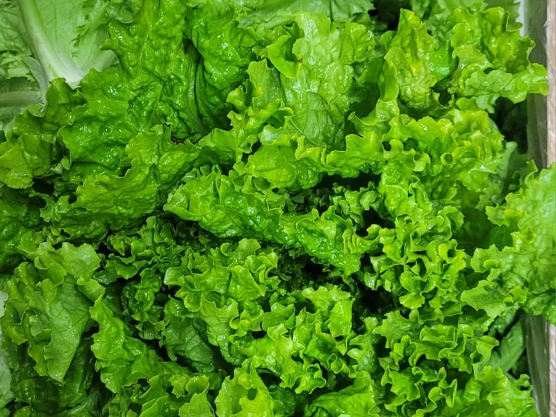 Alface crespa selecionada no Hortifruti Fuad em Pirituba
