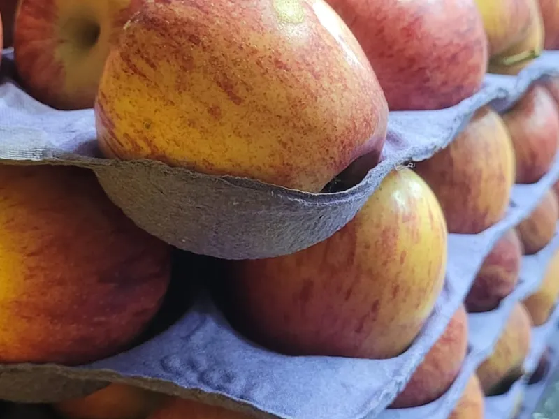 Maçãs Fuji selecionadas em bandeja no Hortifruti Fuad em Pirituba