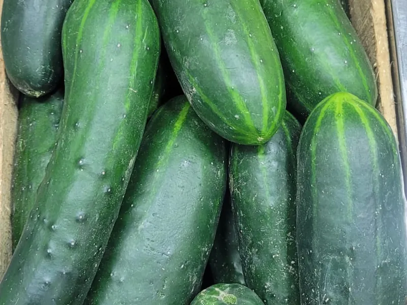 Pepino japonês fresco no Hortifruti Fuad em Pirituba