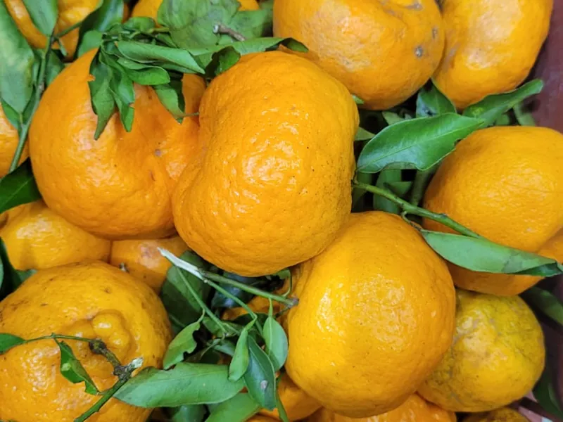 Tangerina mexerica fresca no Hortifruti Fuad em Pirituba
